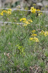 Senecio linifolius