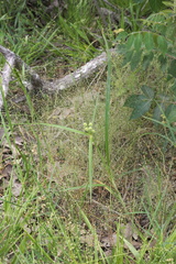 Cyperus echinatus
