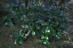 Corynocarpus laevigatus