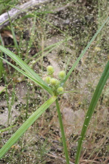 Cyperus echinatus
