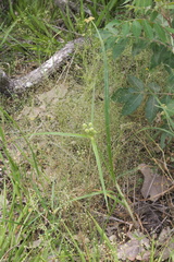 Cyperus echinatus