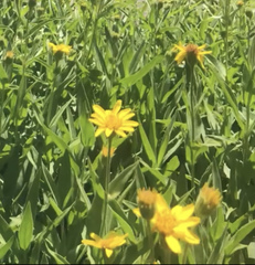 Arnica angustifolia