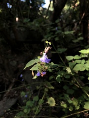 Salvia languidula