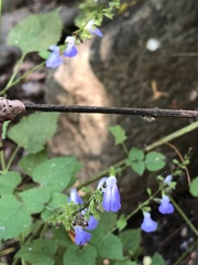 Salvia languidula