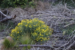 Chrysocoma coma-aurea