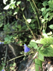 Salvia languidula