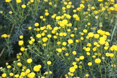 Chrysocoma coma-aurea