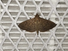Herpetogramma phaeopteralis