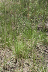 Juncus brachycarpus