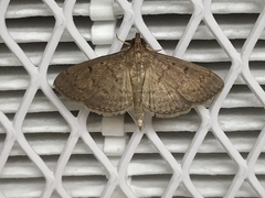 Herpetogramma phaeopteralis