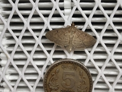 Herpetogramma phaeopteralis