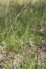 Juncus brachycarpus