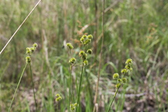 Juncus brachycarpus