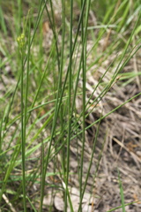 Juncus brachycarpus