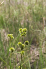 Juncus brachycarpus