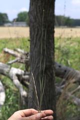 Eleocharis wolfii