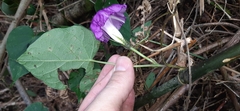 Ipomoea silvicola