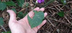 Ipomoea silvicola