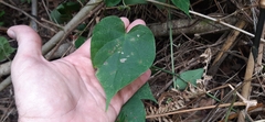 Ipomoea silvicola