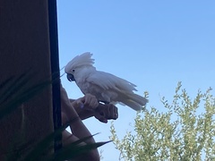 Cacatua alba