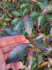 Mycosphaerella colorata