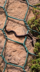 Atractus crassicaudatus