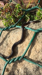 Atractus crassicaudatus