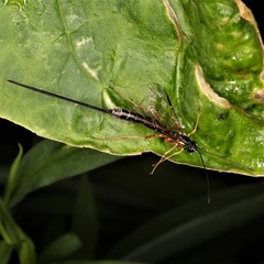 Rhyssella nitida