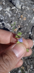 Salvia tehuacana