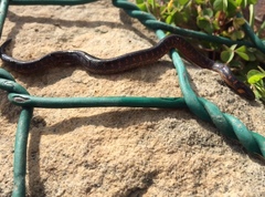 Atractus crassicaudatus