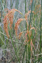 Machaerina articulata