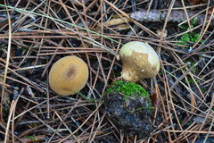 Lycoperdon flavotinctum