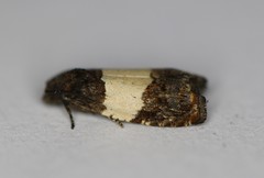 Epiblema tripartitana