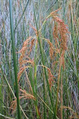 Machaerina articulata