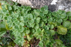 Teucrium pyrenaicum