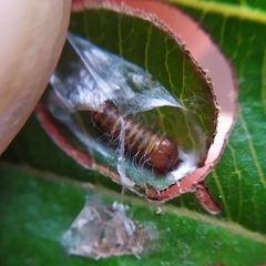 Pyrrhopyge pelota