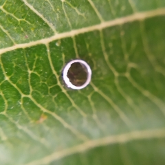 Pyrrhopyge pelota