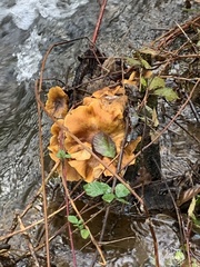Cantharellus roseocanus