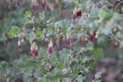 Ribes roezlii