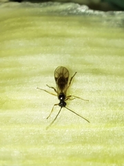 Orthocentrinae