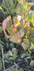 Protea recondita