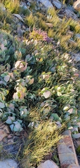 Protea recondita