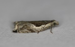Ancylis sheppardana
