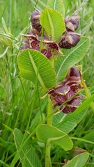 Pachycarpus natalensis