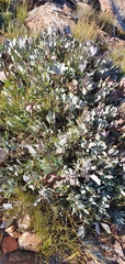 Protea recondita