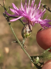 Centaurea borysthenica