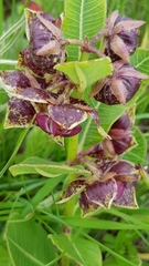 Pachycarpus natalensis