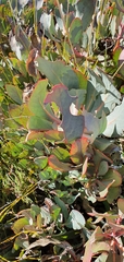 Protea recondita
