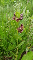Pachycarpus natalensis