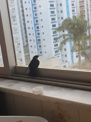 Pygochelidon cyanoleuca